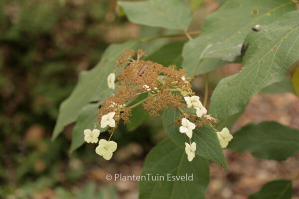 Hydrangea aspera 'Taiwan Pink' – Bild 5