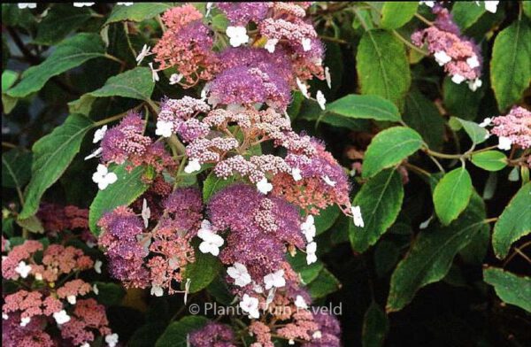 Hydrangea aspera 'Taiwan Pink'