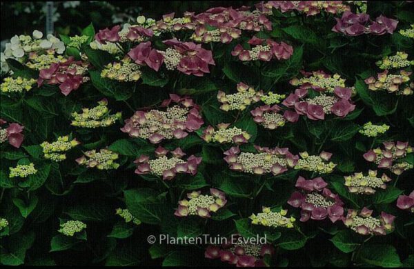 Hydrangea macrophylla 'Eisvogel' – Bild 2