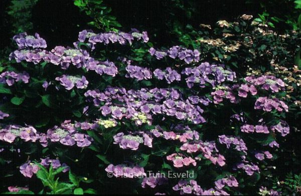 Hydrangea macrophylla 'Eisvogel' – Bild 3