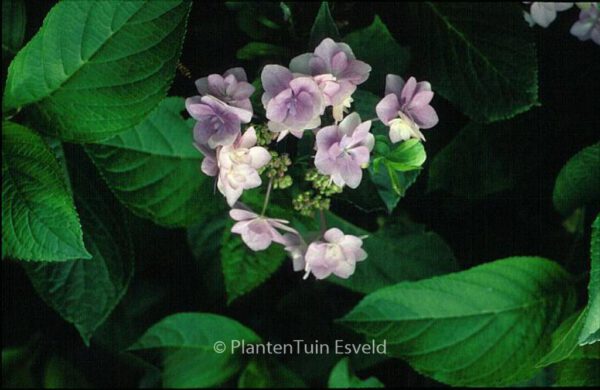 Hydrangea macrophylla 'Jogosaki' – Bild 3