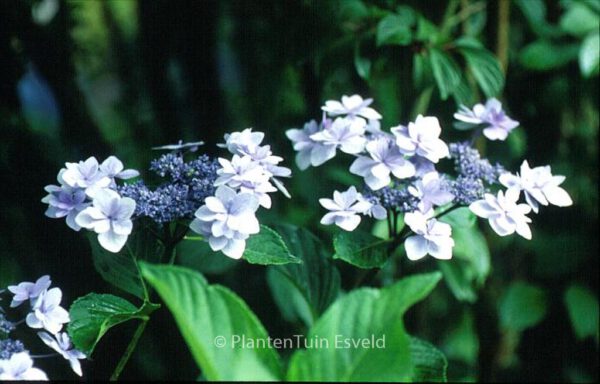 Hydrangea macrophylla 'Jogosaki' – Bild 4