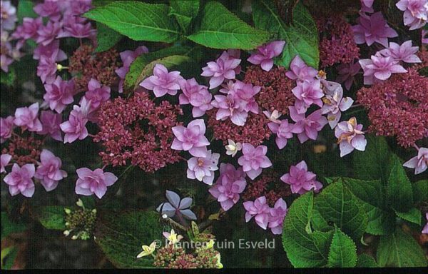 Hydrangea macrophylla 'Jogosaki' – Bild 7