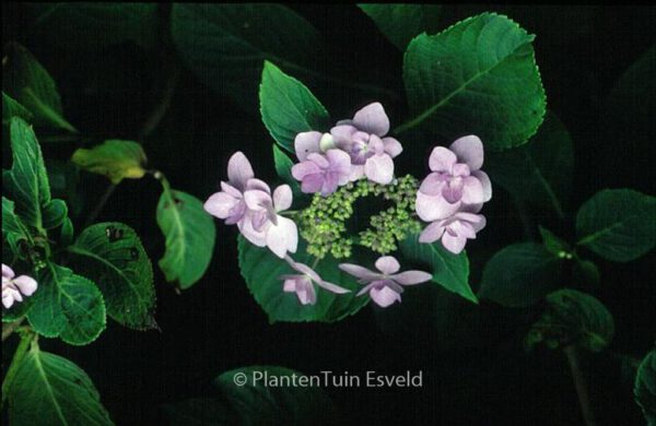 Hydrangea macrophylla 'Jogosaki' – Bild 8