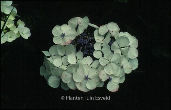 Hydrangea macrophylla 'Libelle' – Bild 2