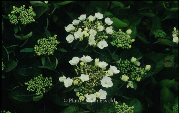 Hydrangea macrophylla 'Libelle' – Bild 3
