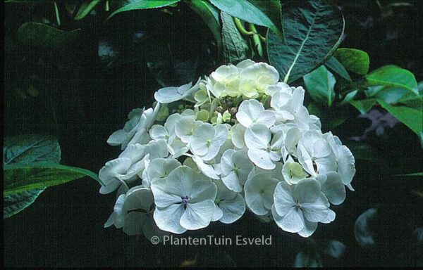 Hydrangea macrophylla 'Libelle' – Bild 4