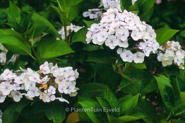 Hydrangea macrophylla 'Libelle' – Bild 5