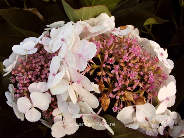 Hydrangea macrophylla 'Libelle' – Bild 6