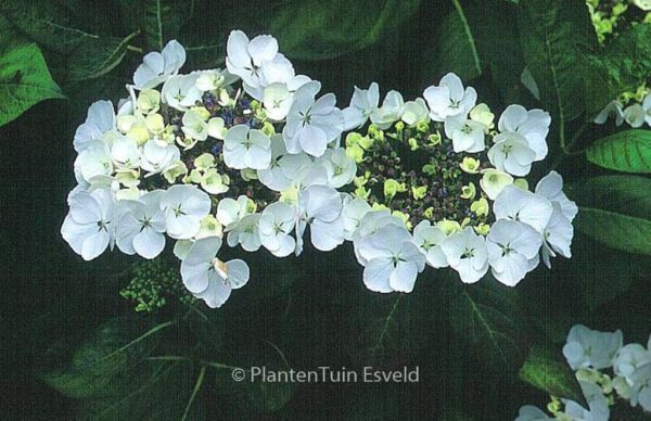 Hydrangea macrophylla 'Libelle' – Bild 7