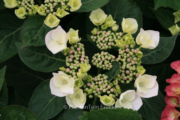 Hydrangea macrophylla 'Libelle' – Bild 8
