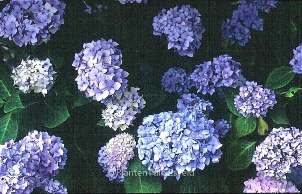 Hydrangea macrophylla 'Nikko Blue' – Bild 2