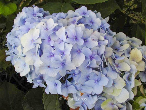 Hydrangea macrophylla 'Nikko Blue' – Bild 5