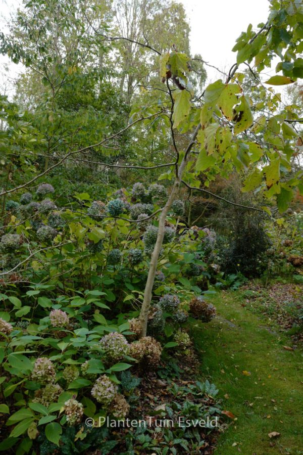 Hydrangea macrophylla 'Nikko Blue' – Bild 8