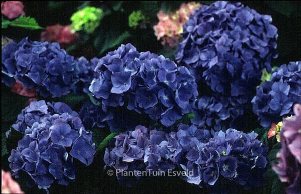Hydrangea macrophylla 'Renate Steiniger' – Bild 2