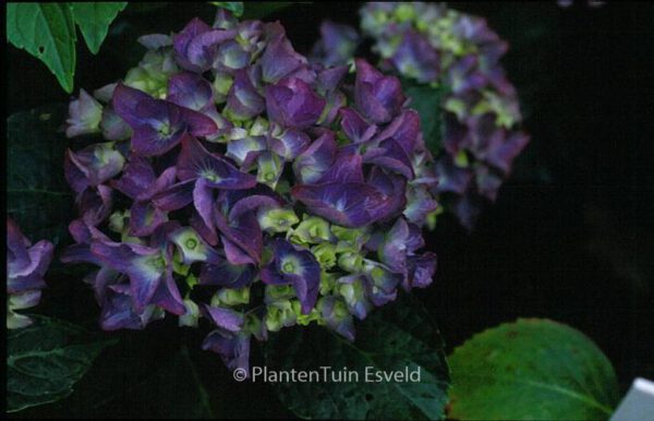 Hydrangea macrophylla 'Renate Steiniger' – Bild 3