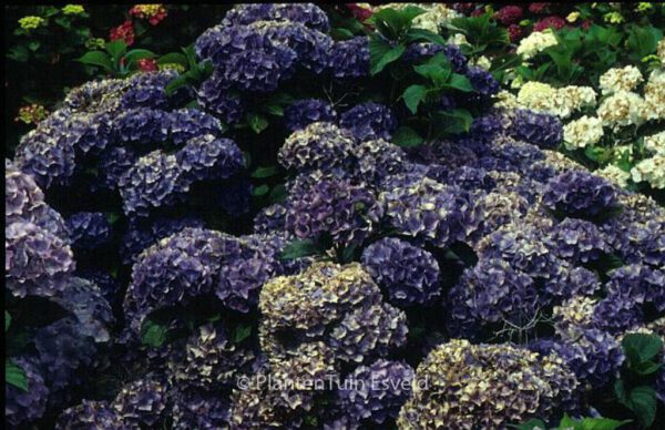 Hydrangea macrophylla 'Renate Steiniger' – Bild 5