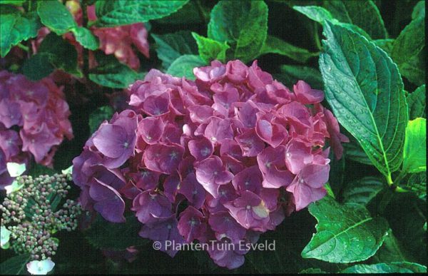Hydrangea macrophylla 'Renate Steiniger' – Bild 7