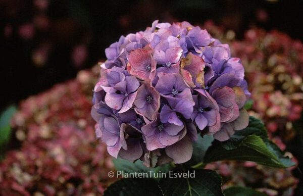 Hydrangea macrophylla 'Renate Steiniger' – Bild 8