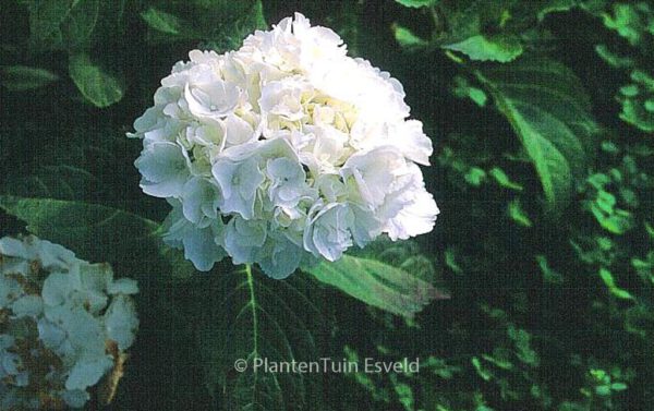 Hydrangea macrophylla 'Schneeball' – Bild 3