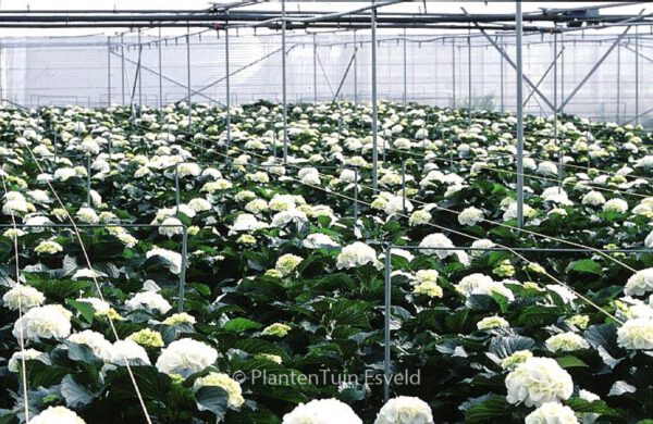 Hydrangea macrophylla 'Schneeball' – Bild 4