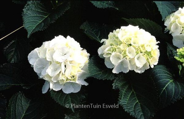 Hydrangea macrophylla 'Schneeball' – Bild 5
