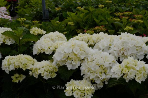 Hydrangea macrophylla 'Schneeball' – Bild 6