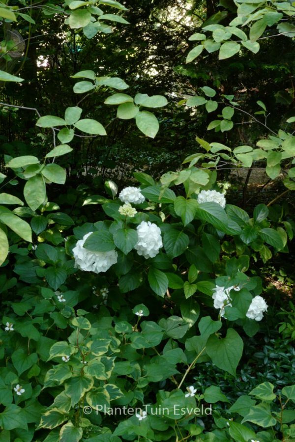 Hydrangea macrophylla 'Schneeball' – Bild 7