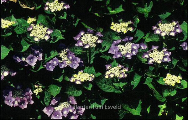 Hydrangea macrophylla 'Taube' – Bild 3