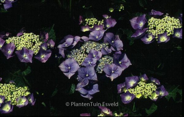 Hydrangea macrophylla 'Taube' – Bild 4