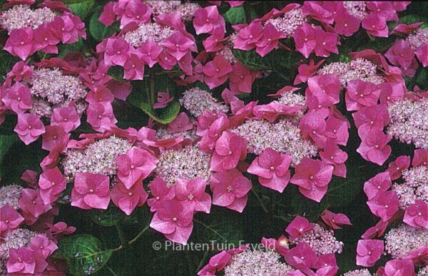 Hydrangea macrophylla 'Taube' – Bild 5