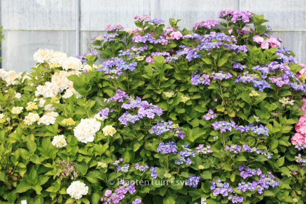 Hydrangea macrophylla 'Taube' – Bild 6