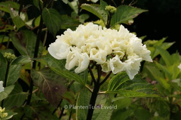 Hydrangea macrophylla 'Black Steel Zebra