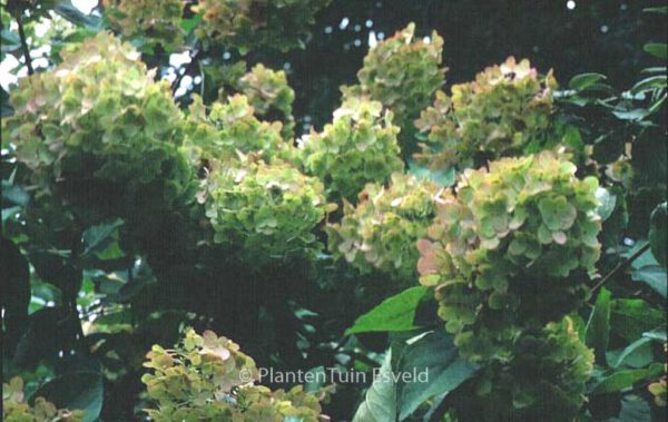 Hydrangea paniculata 'Grandiflora' – Bild 2