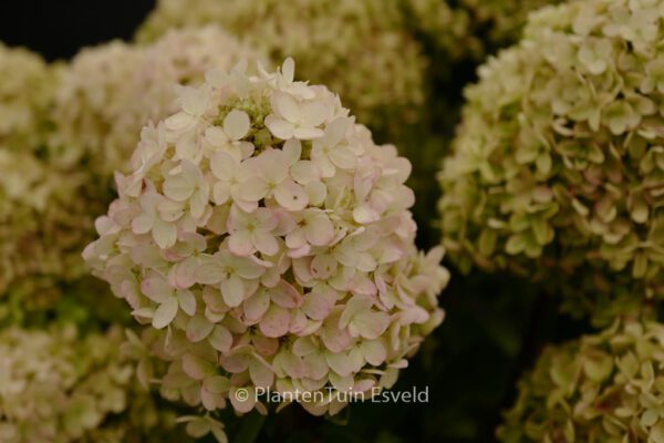 Hydrangea paniculata 'HYLV02' (WHITELIGHT)