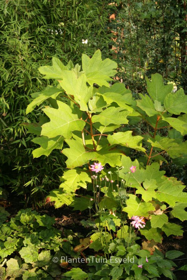 Hydrangea quercifolia 'Alice' – Bild 3