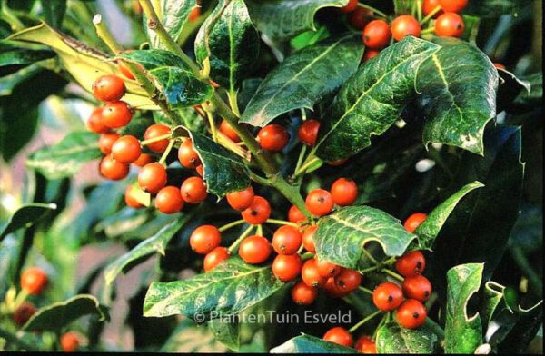 Ilex 'Nellie R. Stevens' – Bild 2