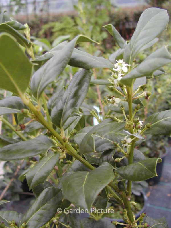 Ilex 'Nellie R. Stevens' – Bild 3