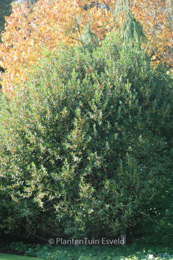Ilex 'Nellie R. Stevens' – Bild 5