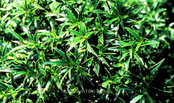 Ilex aquifolium 'Myrtifolia' – Bild 2