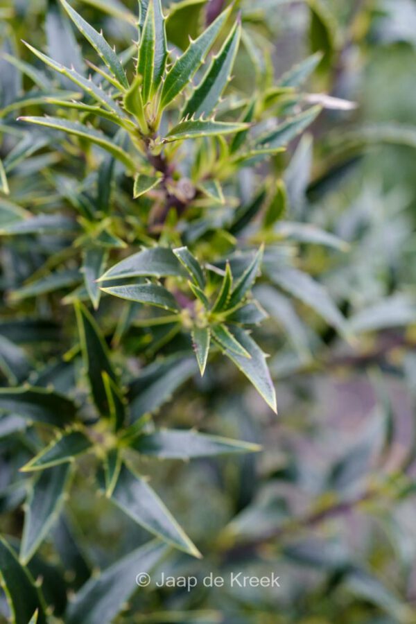 Ilex aquifolium 'Myrtifolia' – Bild 4