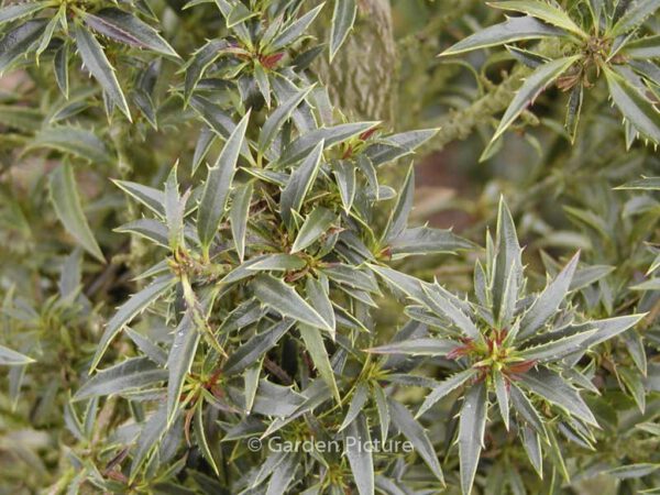 Ilex aquifolium 'Myrtifolia'