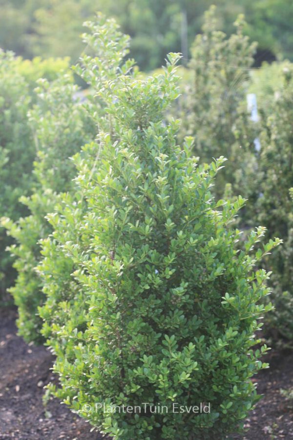 Ilex maximowicziana var. kanehirae – Bild 3