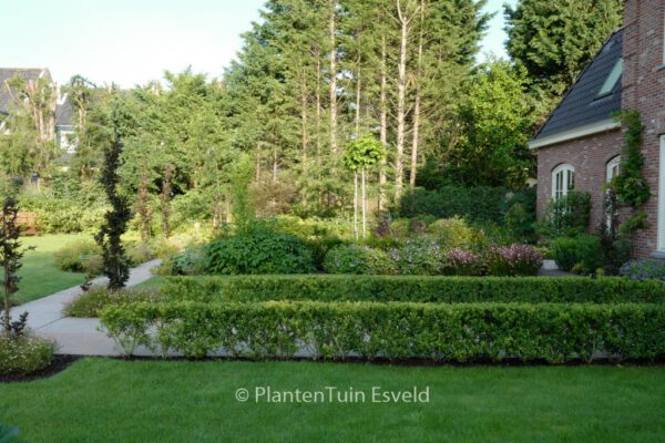 Ilex maximowicziana var. kanehirae – Bild 5