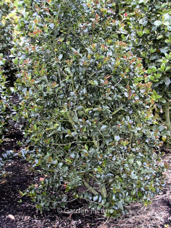 Ilex meserveae 'Mesid' (BLUE MAID) – Bild 2