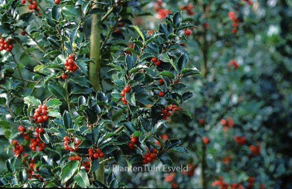 Ilex meserveae 'Mesid' (BLUE MAID) – Bild 3