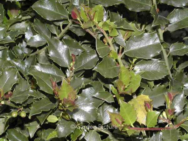 Ilex meserveae 'Mesid' (BLUE MAID) – Bild 4
