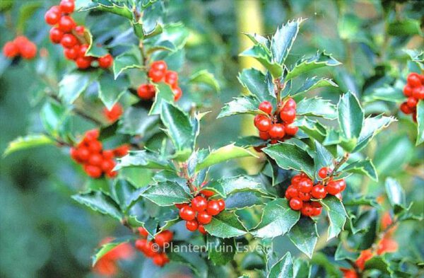 Ilex meserveae 'Mesid' (BLUE MAID)