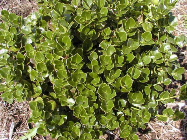 Ilex perado – Bild 3
