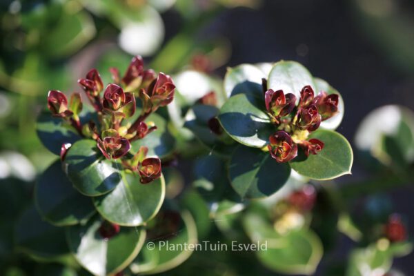 Ilex perado – Bild 4
